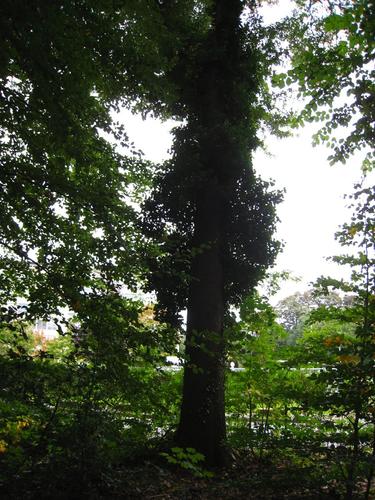 Chêne des marais – Uccle, Domaine Latour de Freins, Rue Engeland, 555 –  20 Septembre 2007