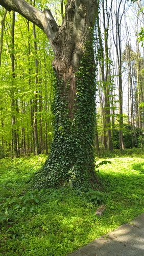 Tilleul à larges feuilles – Uccle, Domaine Latour de Freins, Rue Engeland, 555 –  20 Avril 2017