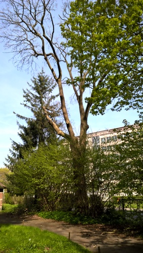 Fraxinus excelsior var. diversifolia – Ukkel, Domein Latour de Freins, Engelandstraat, 555 –  20 April 2017