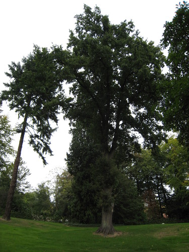 Chêne pédonculé – Uccle, Avenue du Vert Chasseur, 64 –  14 Septembre 2007