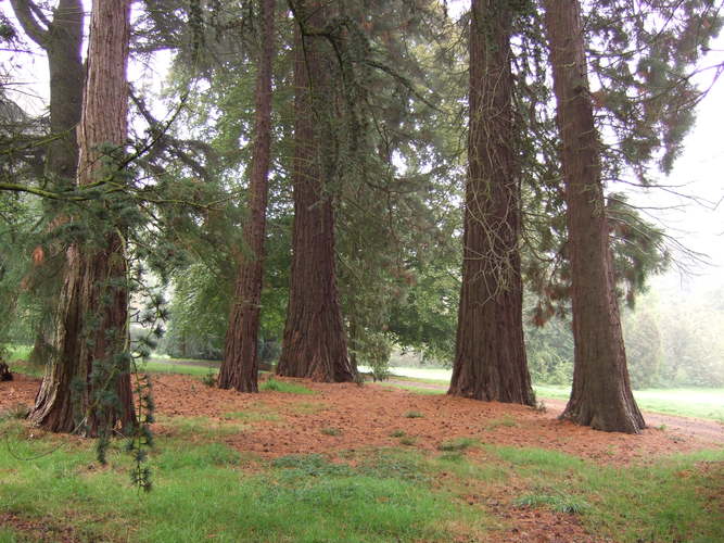 Sequoia géant – Jette, Parc Titeca, Drève de Dieleghem, 79 –  08 Octobre 2007
