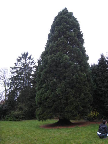 Sequoia géant – Uccle, Avenue Hamoir, 62 –  21 Novembre 2007