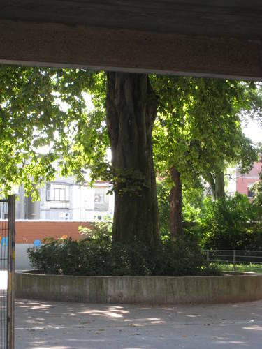 Marronnier commun – Anderlecht, Rue de Veeweyde, 80 –  25 Juillet 2008