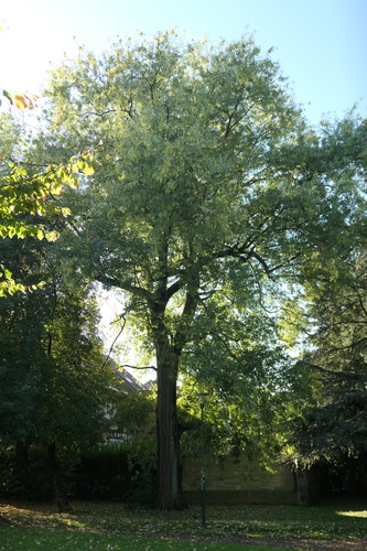 Acer saccharinum var. laciniatum – Anderlecht, Scherdemaelpark, Pierre De Tollenaereplein –  24 Oktober 2024