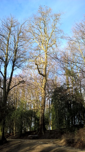 Platane à feuille d'érable – Bruxelles, Bois de la Cambre –  04 Février 2021