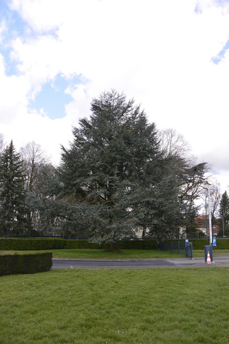 Blauwe ceder – Ukkel, Landschap van de Koninklijke Observatorium, Ringlaan, 1 –  15 Maart 2023