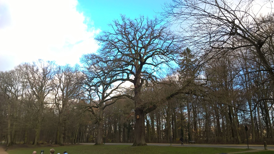 Chêne sessile – Bruxelles, Bois de la Cambre –  17 Décembre 2020
