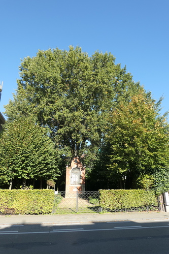 Zomereik – Anderlecht, Tuin van de Sint-Guidokapel, Itterbeekse Laan, 93 –  08 Maart 2024