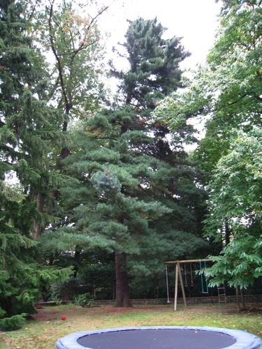 Pinus strobus – Oudergem, Priorijdreef, 1 –  23 September 2008