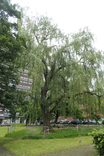 Saule pleureur – Jette, Rue Jules Lahaye, 292 - 302 –  30 Mai 2024