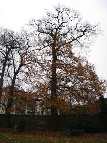 Chêne pédonculé – Forest, Avenue de Haveskercke, 78/84 –  19 Novembre 2008