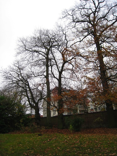 Châtaignier – Forest, Avenue de Haveskercke, 78/84 –  19 Novembre 2008