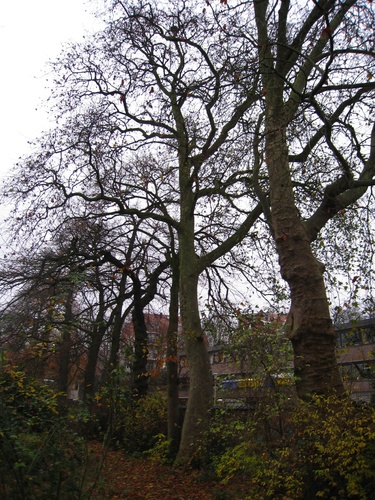 Platane d'Orient – Forest, Avenue de Haveskercke, 78/84 –  19 Novembre 2008