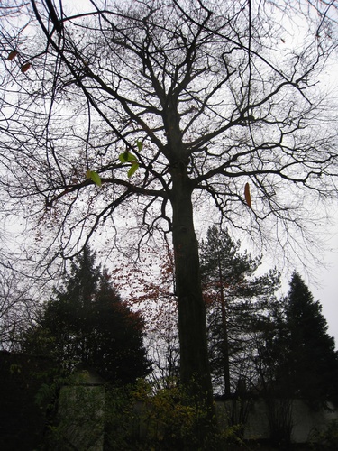 Hêtre pourpre – Forest, Avenue de Haveskercke, 78/84 –  19 Novembre 2008