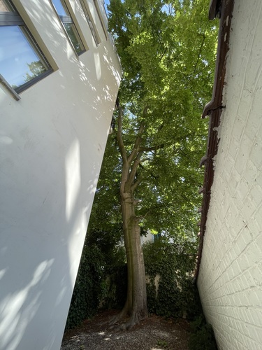 Hêtre d'Europe – Ixelles, Avenue des Eperons d'Or, 5 –  04 Juillet 2025