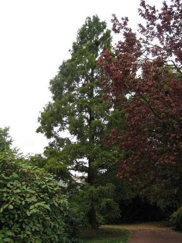 chineze sequoia – Elsene, Derbylaan, 12 –  10 Oktober 2009