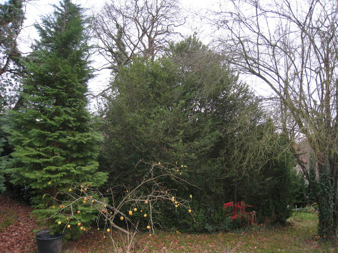 Buis – Watermael-Boitsfort, Parc de Jolymont, Rue Middelbourg, 70 –  26 Novembre 2009