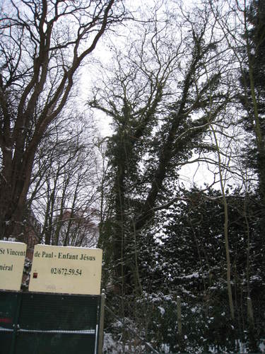 Platane à feuille d'érable – Ixelles, Chaussée de Boitsfort, 40 –  21 Décembre 2009