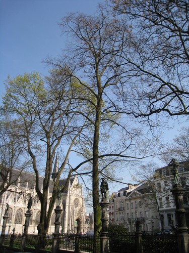 Tilleul à petites feuilles – Bruxelles, Square du Petit Sablon , Place du Petit Sablon –  09 Avril 2010