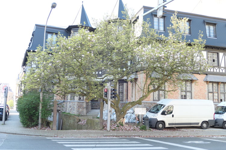 Magnolier de Soulange – Uccle, Avenue Winston Churchill, 135 –  15 Avril 2019
