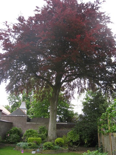 Rode beuk – Elsene, Vleurgatse Steenweg, 268 –  21 Mei 2010