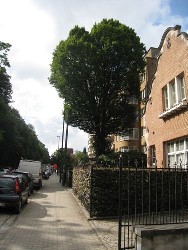 Carpinus betulus f. fastigiata – Uccle, Chaussée de Waterloo, 771 –  05 Août 2010