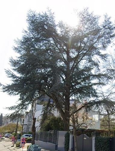 Cèdre bleu de l'Atlas &ndash; Uccle, Avenue de la Floride, 47 &ndash;  13 Mars 2026
