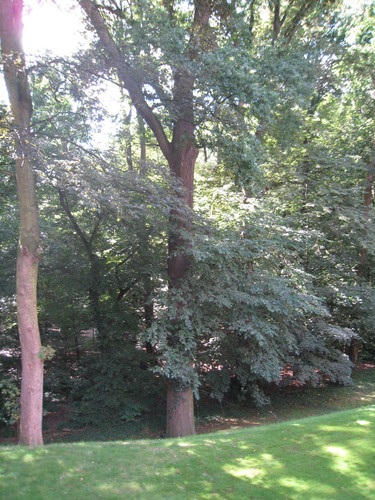 Chêne pédonculé – Uccle, Avenue de Messidor, 213-215 –  19 Août 2010