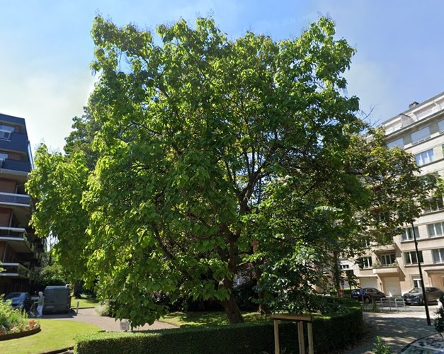 Catalpa à feuilles d'or &ndash; Uccle, Avenue de Messidor, 207 &ndash;  19 Août 2010