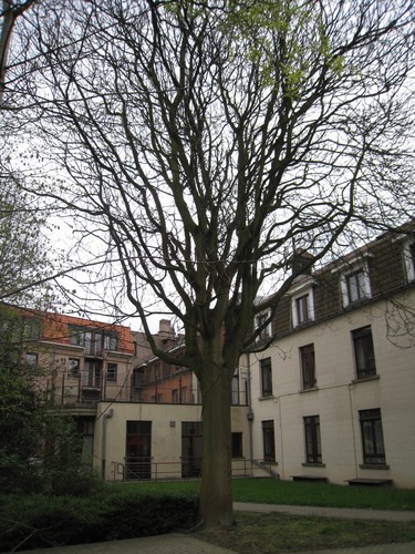 Hemelboom – Evere, Marnestraat, 89 –  07 April 2009