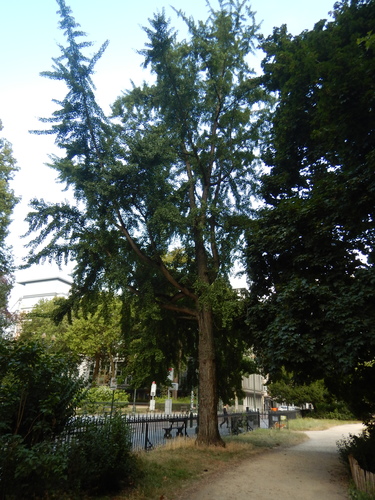 Arbre aux quarante écus &ndash; Bruxelles, Square de Meeûs sur Bruxelles &ndash;  24 Juillet 2026