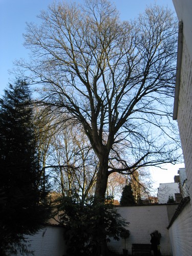 Erable sycomore – Ixelles, Avenue Brugmann, 194 –  20 Janvier 2011