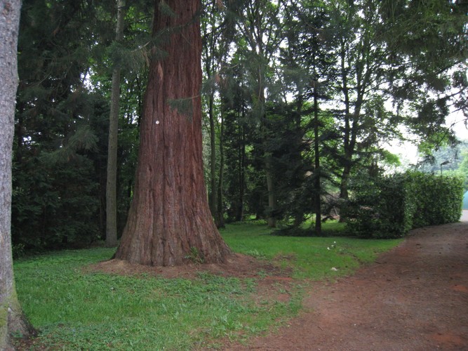 Sequoia géant – Bruxelles, Parc Solvay Sports, Avenue du Pérou, 80 –  24 Février 2011