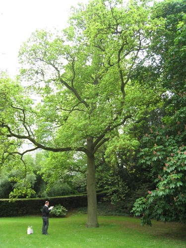 Chêne pédonculé – Bruxelles, Parc Solvay Sports, Avenue du Pérou, 80 –  28 Avril 2011