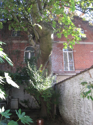 Erable plane – Ixelles, Rue du Trône, 156 –  28 Septembre 2011