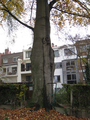 Rode beuk – Sint-Jans-Molenbeek, Sonatinestraat, 83 –  24 November 2011