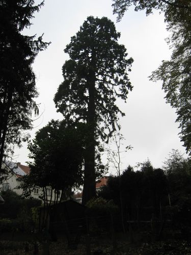 Sequoia géant – Molenbeek-Saint-Jean, Rue Sleutelplas, 27 –  24 Novembre 2011