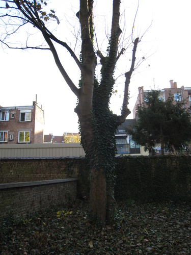 Gewone esdoorn – Schaarbeek, Lambermontlaan, 184-186 –  28 November 2011
