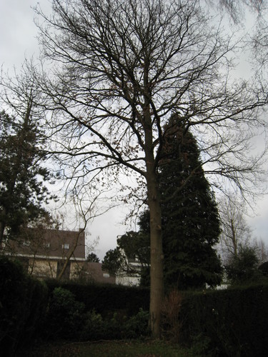 Chêne pédonculé – Auderghem, Rue Léon Vande Woesteyne, 5 –  23 Janvier 2011