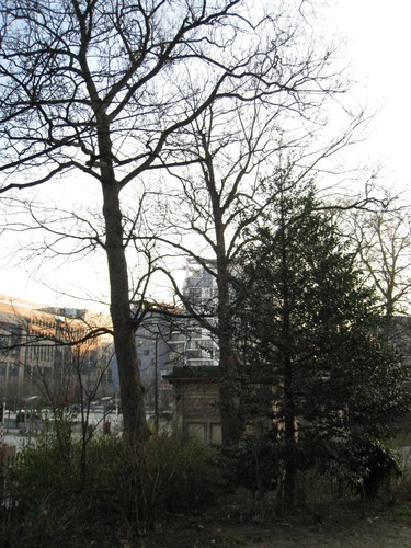 Erable sycomore – Bruxelles, Parc Léopold –  01 Février 2012