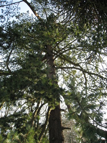 Pinus sp – Ukkel, Hamoirlaan, 45 –  08 February 2012