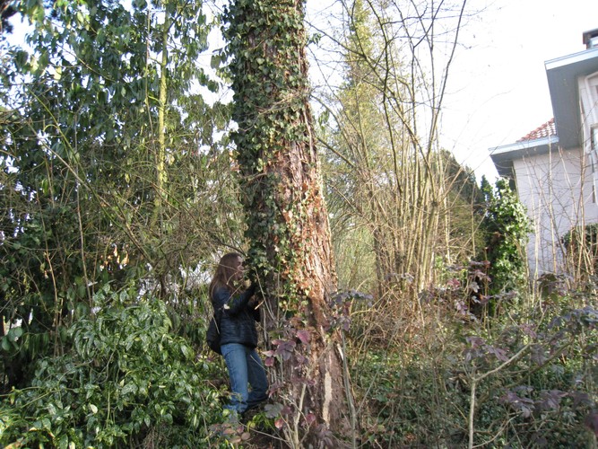 Pinus sp – Ukkel, Hamoirlaan, 43 –  08 February 2012