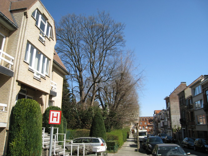 Erable sycomore – Woluwé-Saint-Lambert, Avenue Marie-José, 127 –  26 Mars 2012
