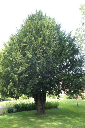 Venijnboom – Sint-Jans-Molenbeek, Ninoofsesteenweg, 1005 –  14 Mei 2024