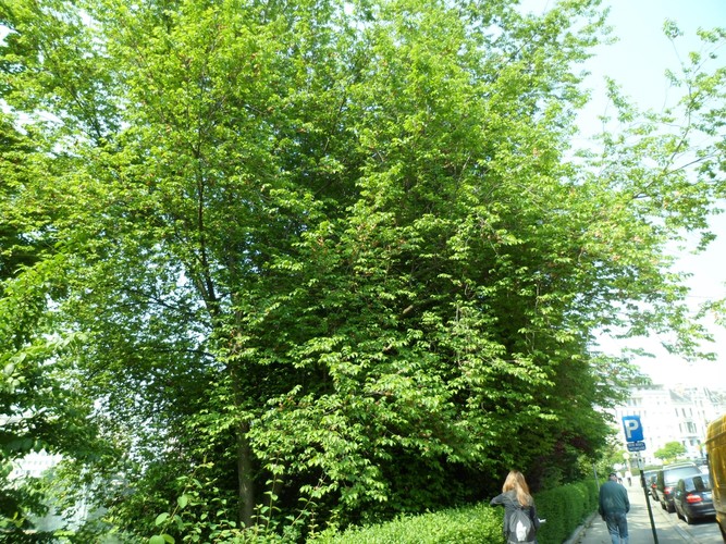 Orme lisse – Bruxelles, Square Ambiorix, Marie Louise, Marguerite et avenue Palmerston, Square Marie-Louise –  23 Mai 2012