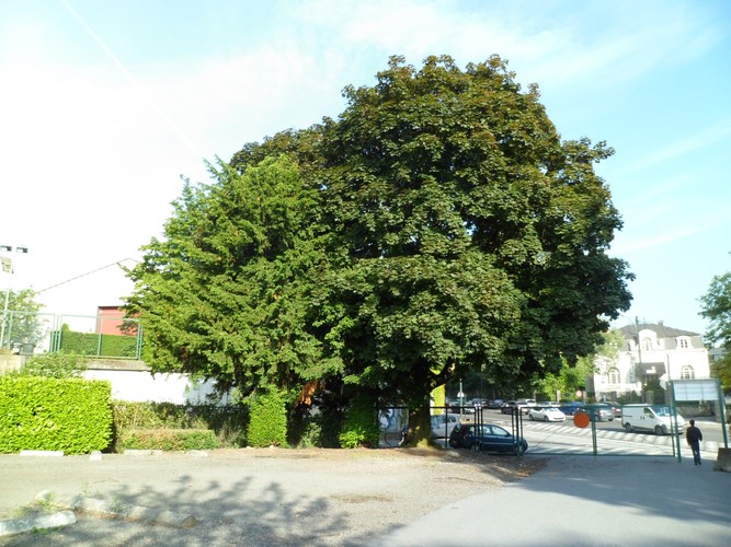 Noorse esdoorn – Brussel, Romeinsesteenweg, 558 –  19 Juni 2012
