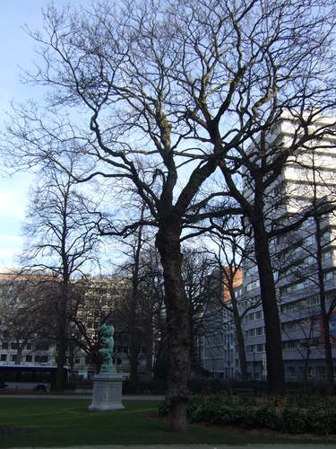 Acer pseudoplatanus f. aureovariegatum – Elsene, Plantsoen de Meeûs op Elsene –  09 February 2012