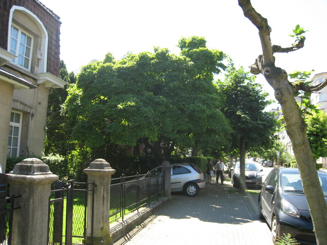 Magnolier de Soulange – Woluwé-Saint-Lambert, Avenue Marie-José, 127 –  23 Juillet 2012