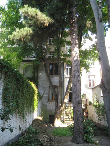 Erable sycomore – Ixelles, Rue du Tabellion, 88 –  26 Juillet 2012