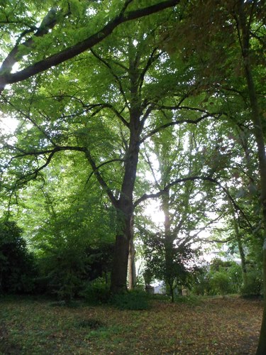 Tilleul à petites feuilles – Uccle, Parc Montjoie –  22 Août 2012